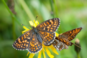 Wachtelweizen-Scheckenfalter