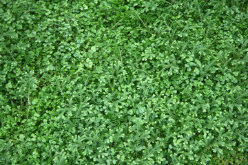 A lot of green leaves and grass in the clearing. Background, screen saver of green leaves and fresh grass.