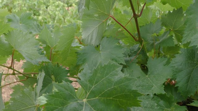 Green vine leaves in an organic vineyard