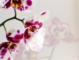 Beautiful floral abstract background. Orchid flowers on a white background. Place for text. Banner of flowers. Double exposure. Tenderness.
