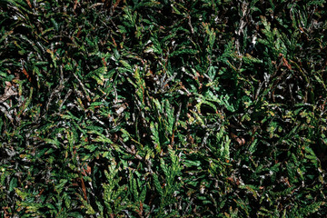 close up shot of a hedge with a lot of contrast, natural lighting and accurate lifelike colors