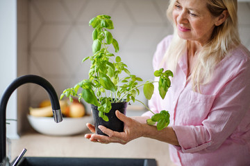 Portrait of senior woman watering plant herbs indoors at home.