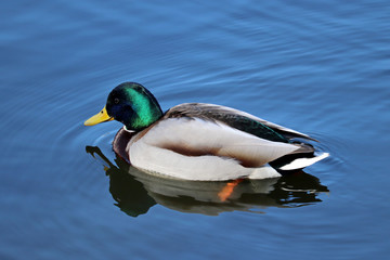 Mallard duck swimming in blue water. Portrait of male wild duck with reflection in the lake