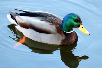 Mallard duck swimming in blue water. Portrait of male wild duck with reflection in the lake