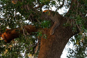 Fototapeta na wymiar Leopard sleeping in tree