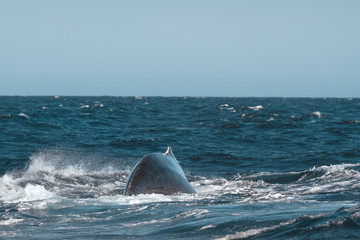 Fototapeta premium Humpback whale back. San Jose del Cabo. Baja California Sur. Whale closeup.