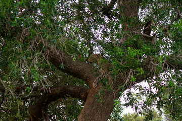 Leopard sleeping in tree