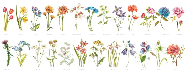 Schilderijen op glas Geschilderde Bloemen Watercolor collection of hand drawn flowers and herbs. Botanical plant illustration. Vintage medicinal herbs sketch set of ink hand drawn medical herbs and plants sketch.  © asetrova