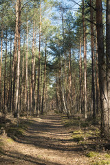 footpath in pine forest