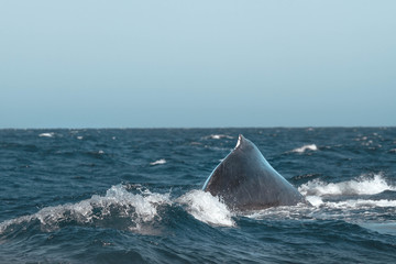 Naklejka premium Humpback whale back. San Jose del Cabo. Baja California Sur. Whale closeup.