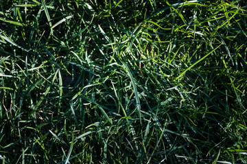 Fototapeta premium close up shot of uncut grass with a lot of contrast, natural lighting and accurate lifelike colors