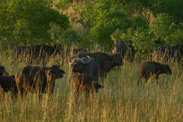 Herd of wildebeest in tall grass