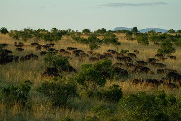 Fototapeta na wymiar Herd of wildebeest in tall grass