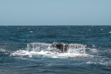 Humpback whale's tail. Whale closeup. San Jose del Cabo. Baja California Sur. Mexico. 