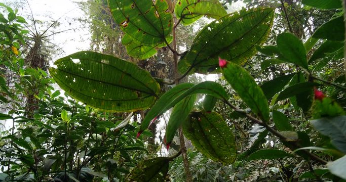 Tracking shot through montane rainforest looking up to the canopy, with leaves of a Melastomataceae shrub and a red-tipped Gesneriad in foreground. Los Cedros Reserve, western Ecuador.