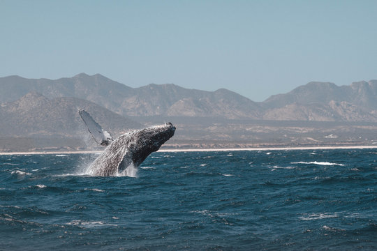 Humpback whale jumping. San Jose del Cabo. Baja California Sur. Mexico. 