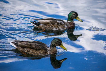 duck pond