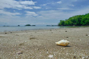 Fototapeta na wymiar Wash up Conch Shell on Playa Pajaro in Costa Rica
