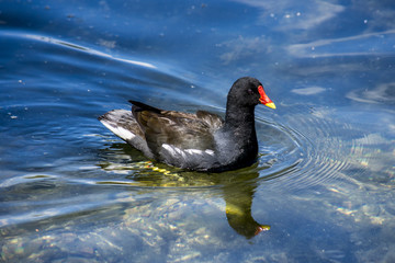 duck in water