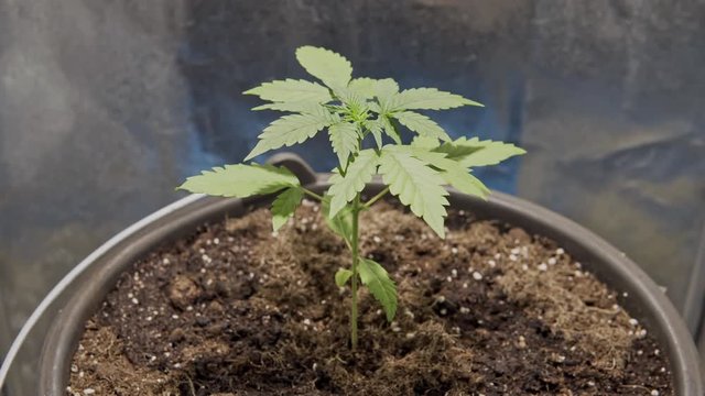 Close-up of young medical marijuana plant growing indoors. Home growing cannabis plant. Concept of herbal medicine