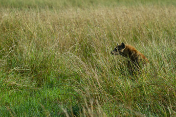 Hyena waiting in grass to strike