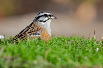 Portrait of Emberiza cia (Rock Bunting) perched in the grass on a uniform background.