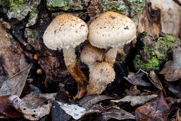 Pholiota destruens, growing at the base of a dead tree in the forest