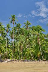 Fototapeta na wymiar Palm trees on the beach at Playa Pajaro in Costa Rica