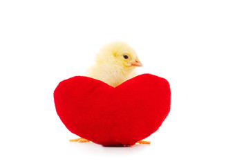 Chicken with a toy heart.