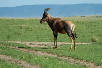 Topi om the open plains of Kenya