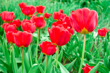 Fototapeta premium Red tulip flowers on a blurred background of green leaves.