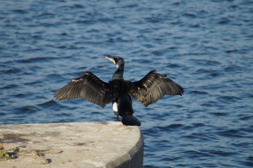 heron on the water
