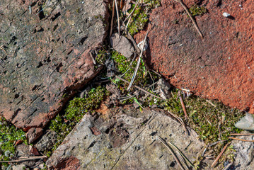 Red-brown cracked brickwork with moss and twigs, lit by the sun. Bright textured background style Grang