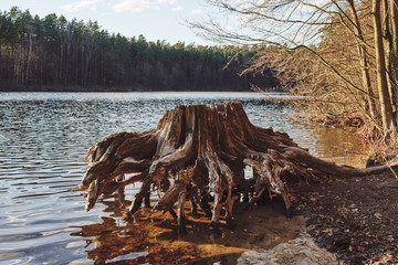 Old dried root on the lake. Olsztyn jezioro długie