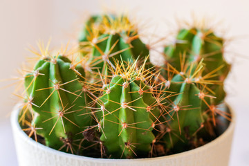 Cactus. Indoor, prickly, green plant in a pot. Close-up on a white background.