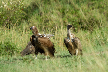 Vultures scavenging for food