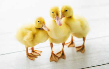 Three small ducklings outdoor in wooden backround.