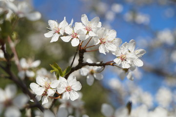 cherry tree blossom