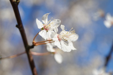 white flowers in spring