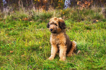 3 months briard puppy sits on grass.