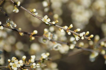 branch of a tree