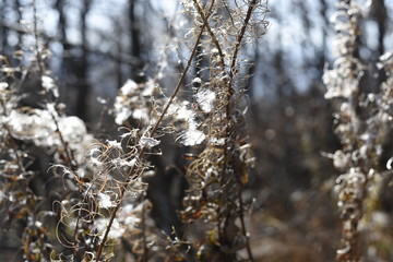 Nature closeup with white flowers
