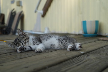 Naklejka premium Cats