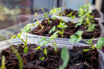 Celery seedlings on window sill in containers. Soft bokeh background. Celery seeds planted 6-8...