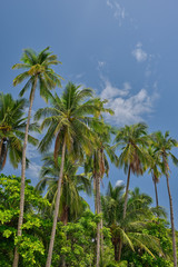 Fototapeta na wymiar Palm trees on the beach at Playa Pajaro in Costa Rica