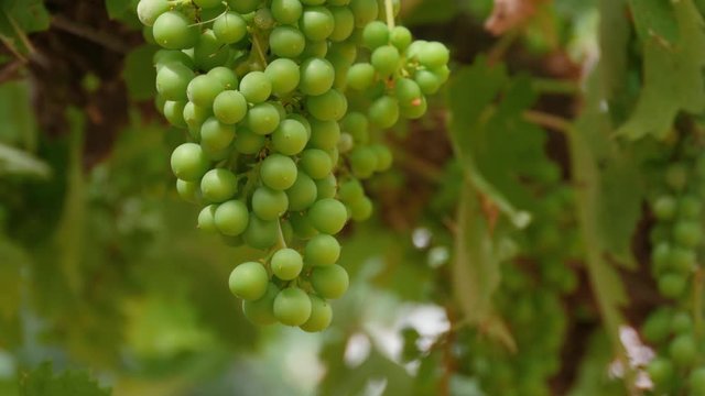 Green grape bunches in a vine in an organic vineyard