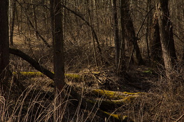 Obraz premium Spring forest got rid of snow.