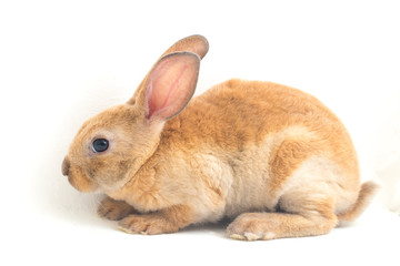 Cute red  brown rex rabbit isolated on white background