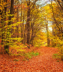 Pathway in the forest at autumn
