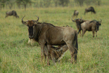 Naklejka na ściany i meble Baby wildebeest nursing from its mother